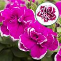 Afbeelding van Petunia double P12 Magenta picotee